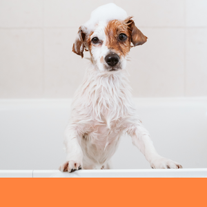 dog grooming dog groomer oatmeal shampoo hypoallergenic shampoo whitening shampoo Boca Raton best dog bath