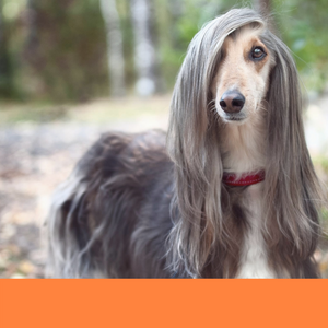 dog grooming dog groomer long haired dog conditioner conditioning deep conditioning Boca Raton best 